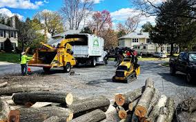 How Our Tree Care Process Works  in  Paducah, KY