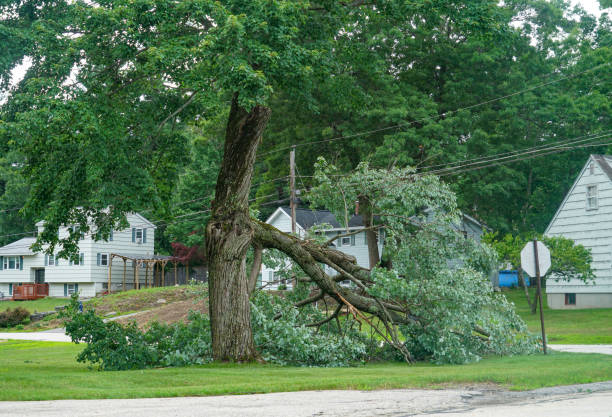 Trusted Paducah, KY  Tree Services Experts