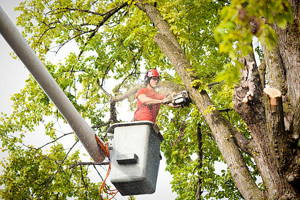 Best Emergency Tree Removal  in Paducah, KY